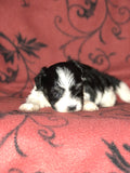 Private - AKC Champion-sired Havanese Black and White Male