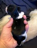 Sophie Puppy Female 3 June, 2019